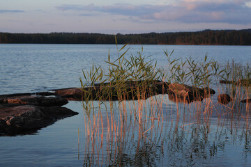 stones and reeds in the lake of Finland