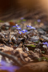 Hepatica transsilvanica flower blooming in the forest in spring season