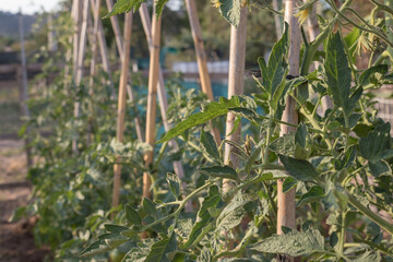 Tomates encañados aun sin madurar en un huerto ecológico