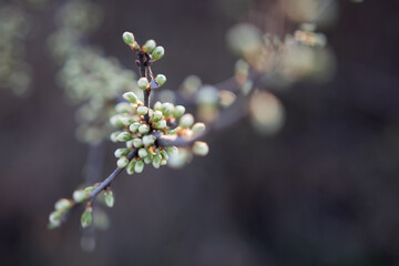 Wax cherry flower in blooming spring season
