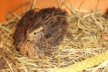 young japanese quail sitting on straw
