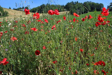 Sulle colline modenesi in una assolata giornata d’estate; fioritura di un campo di papaveri
