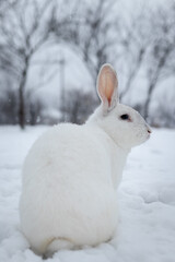 White rabbit in the snow