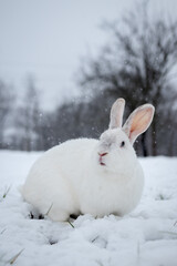 White rabbit in the snow