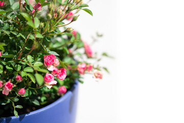 Tiny pink roses in a blue pot with empty space for text