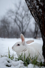 White rabbit in the snow