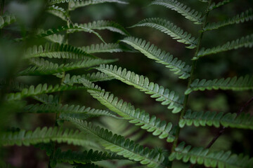 Fern plants in the forest in nature