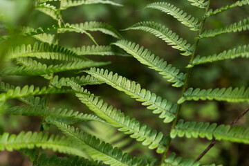 Fern plants in the forest in nature