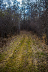 Fototapeta premium path in the woods