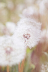 beautiful blowball close up