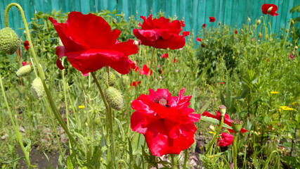 Red poppies flowers on a background of old blue fence. Springtime, beauty in nature, love-emotion. 