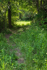The path in the forest in natural light at evening