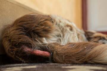 Dermatitis disease at the dog tail veterinary treatment