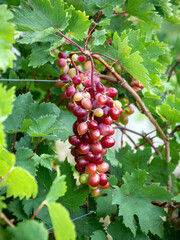 clusters of wild grapes on a background of leaves