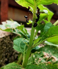 ant on a leaf
