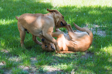 Fototapeta premium Labrador-Duo in der Welpenstunde