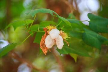 Cotton flower blossoms have a natural green background.