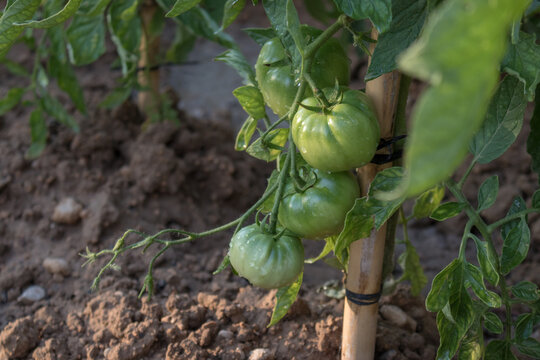 tomatera con tomates sin madurar en un huerto ecol&oacute;gico
