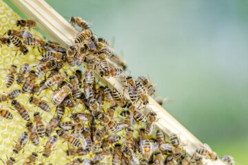 honey bees on honeycomb in apiary in the springtime