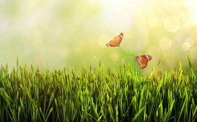 Painted lady butterflies flying above green grass. Space for text