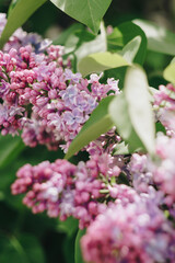Fototapeta na wymiar lilac flowers with green leaves close up