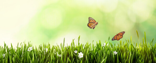 Monarch butterflies flying above green grass. Banner design