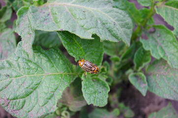 Macro Photo of the Beetle Colorado Beetle. The texture of the Colorado striped beetles sits on the leaves of a potato. May photo of a harmful insect.