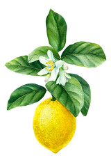 Blooming lemon branch on an isolated white background, watercolor illustration, botanical painting.