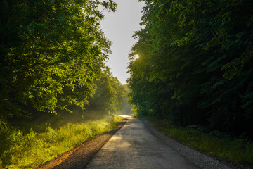 Magical forest in the morning sunlight rays