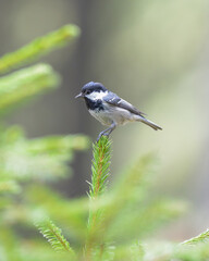 Coal Tit (Parus ater) sitting on a pine perch.