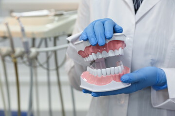 dental concept. the hands of a dentist doctor hold a model of teeth