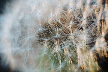 Fototapeta premium macro photo of white dandelion fluffs