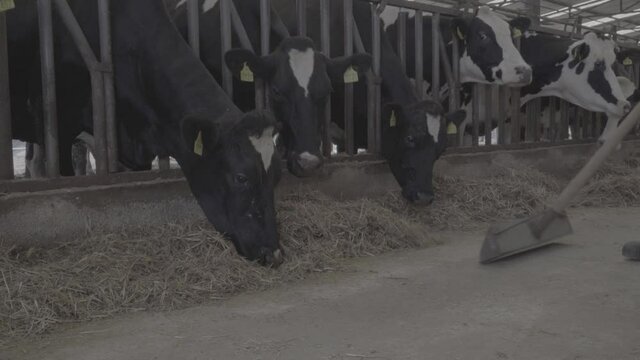 Close-up video shoot of the farmer who cares and loves the dairy cows. Shooting in Slog 2 video format.

