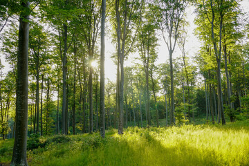 An image of Forest in the morning with sunrays
