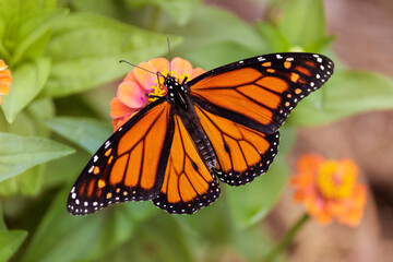 Fototapeta na wymiar Beautiful Monarch Butterfly Pollinating at Bright Zinnia Flowers