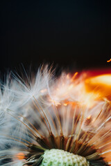 closeup of white dandelion fluffs on fire