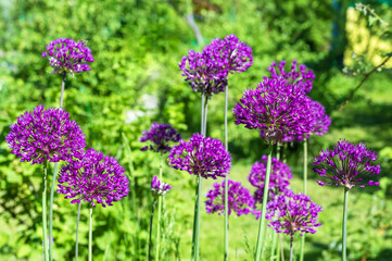 purple decorative onion in garden. sun light