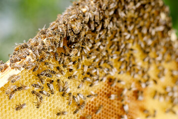 honey bees on honeycomb in apiary in the springtime