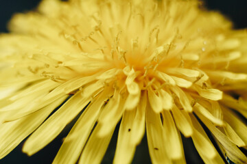 close-up of a yellow dandelion flower