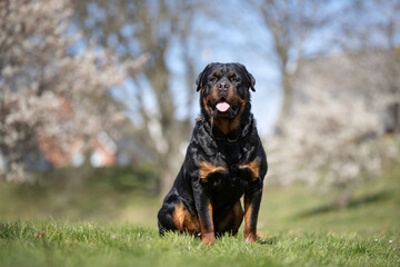 Rottweiler in a park having fun