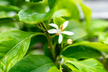 レモンの花