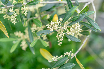 Obraz premium オリーブの花の蕾