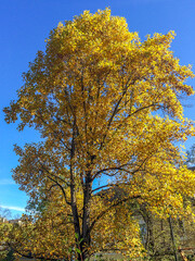 Baum im Herbstlaub bei Sonnenschein