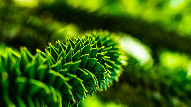 A branch of the Chilean araucaria in close-up.

The Chilean araucaria is an evergreen tree that can reach stature heights of 30 to 50 meters in a few cases.