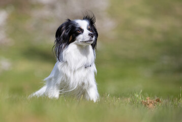 Papillon on grass 