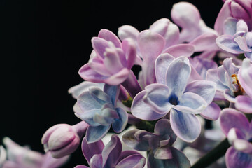 Naklejka na ściany i meble close-up of lilac flowers on a black background