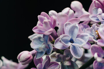 close-up of lilac flowers on a black background