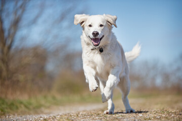 Golden Retriever having fun