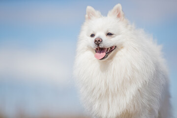 dog, husky, animal, white, wolf, pet, canine, fur, siberian, winter, cute, mammal, puppy, arctic, nature, snow, wild, collie, animals, beautiful, breed, samoyed, domestic, alaskan, wildlife, border 