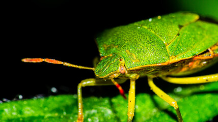 A common green stink bug on a leaf.

The green stink bug belongs to the family of shield bugs.
In the case of danger, it is able to secrete a smelly secretion via special glands on the abdomen.